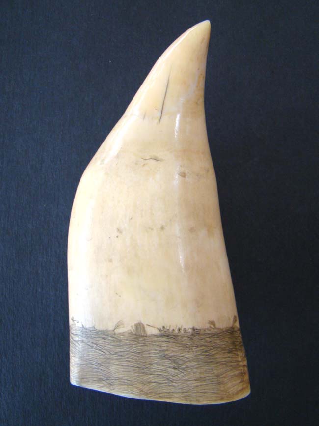 A fine 19th century Scrimshawed Whale's Tooth depicting a whale hunt — image 2